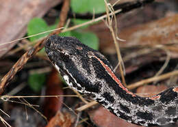 Image of pigmy rattlesnake