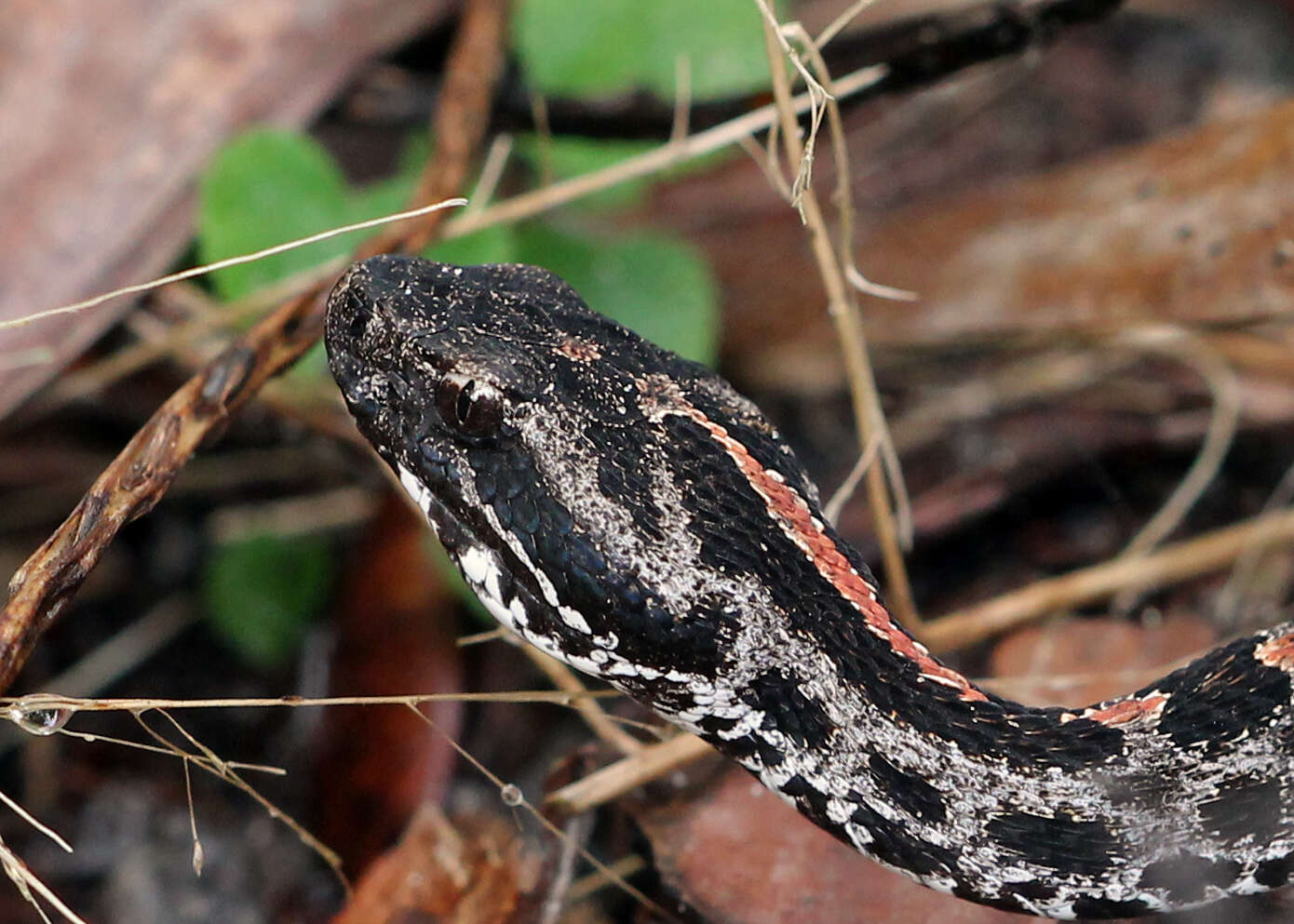 Image of pigmy rattlesnake