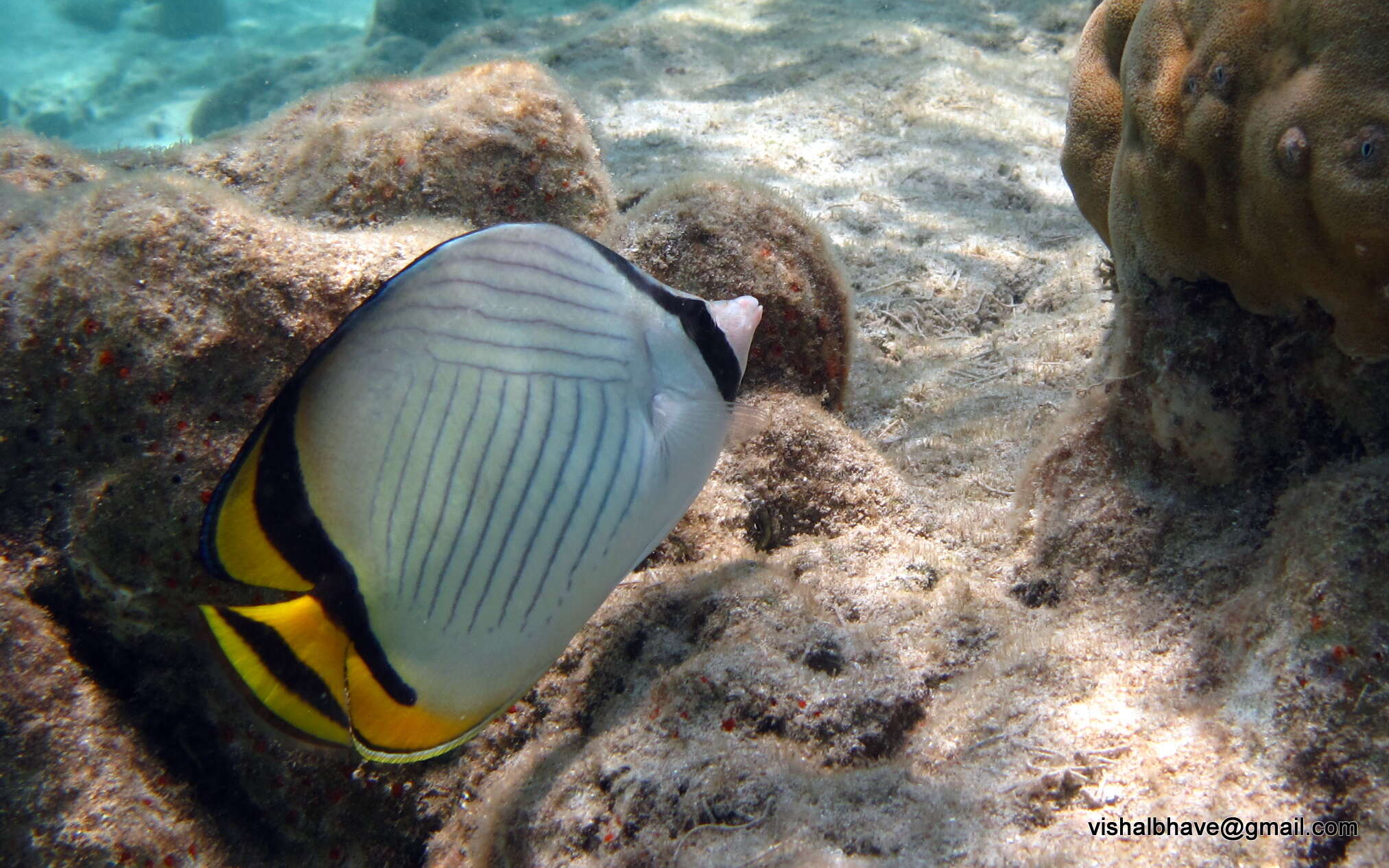 Image of Butterfly fish