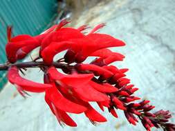 Image of coral erythrina