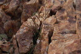 Image of littleleaf rockcress