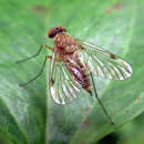 Image of Chrysopilus modestus Loew 1872