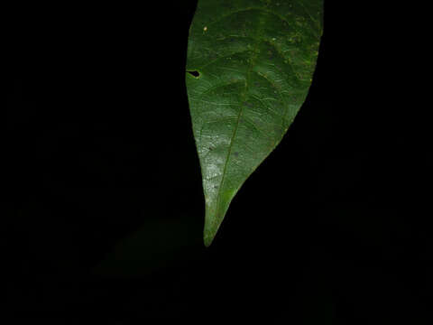 Image of Randia grandifolia (Donn. Sm.) Standl.