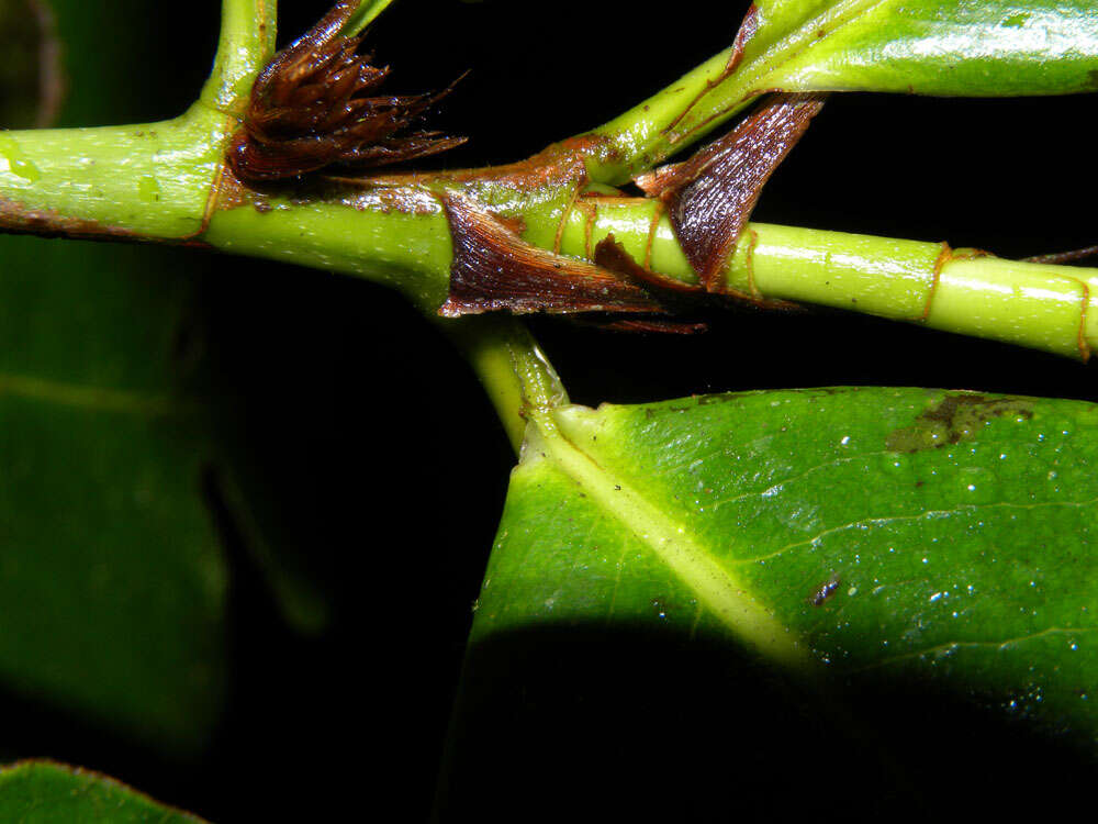 Image of Erythroxylum macrophyllum Cav.