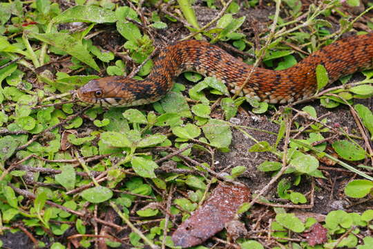 Image of Nerodia fasciata pictiventris (Cope 1895)