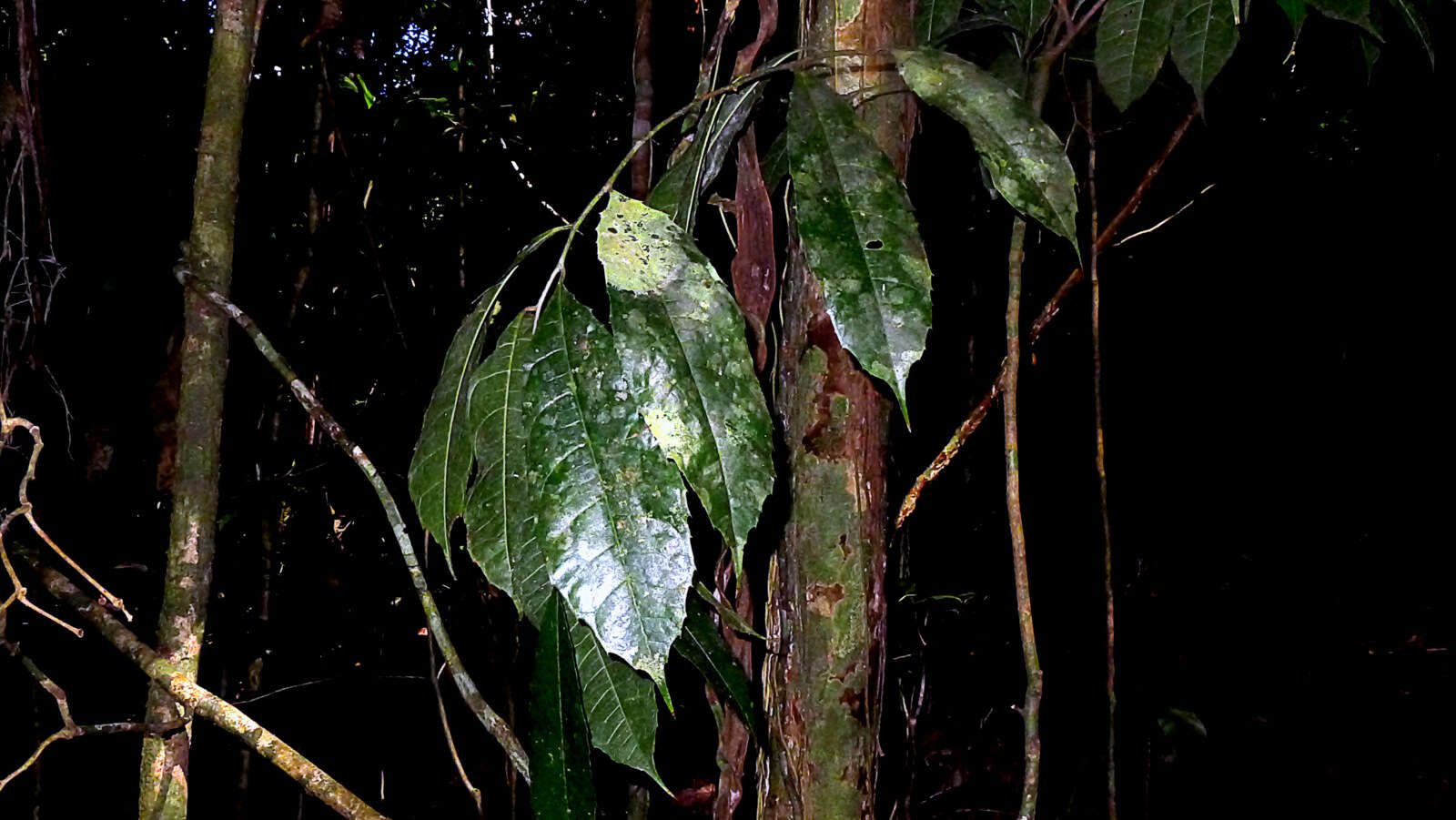 Image of Sorocea longipedicellata A. F. P. Machado, M. D. M. Vianna & Romaniuc