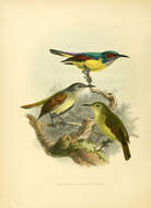Sivun Anthreptes griseigularis Tweeddale 1878 kuva