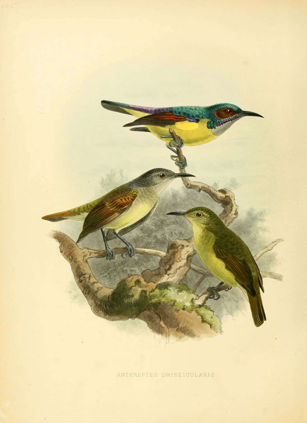 Sivun Anthreptes griseigularis Tweeddale 1878 kuva