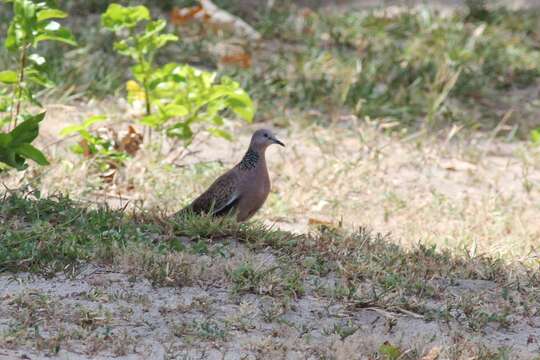 Image of spotted dove