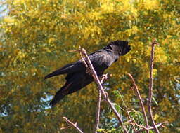 Image of Calyptorhynchus Desmarest 1826