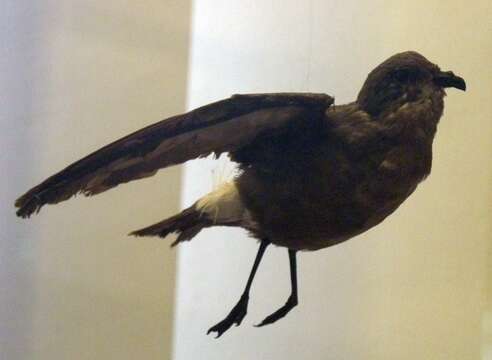 Image of British Storm Petrel