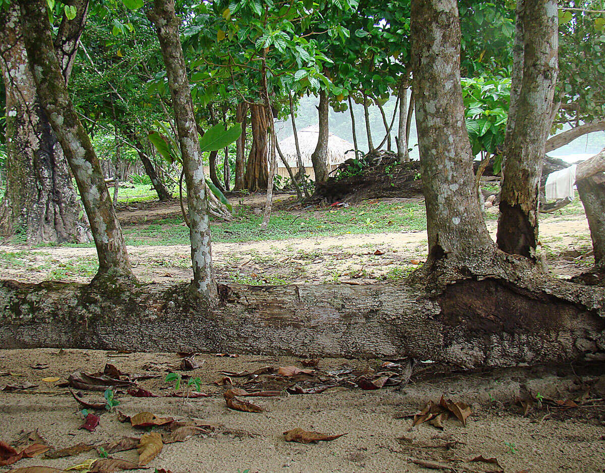 Image of tropical almond