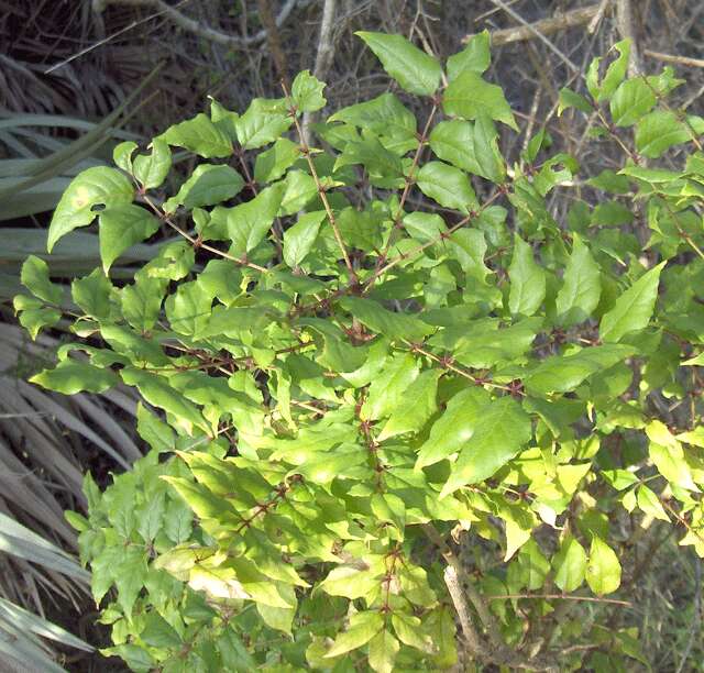 Image of Prickly-ash
