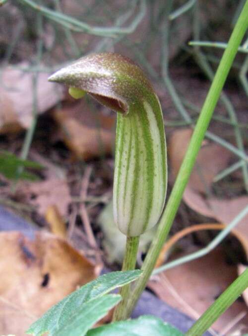 Image of Arisarum