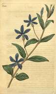 Image of periwinkle