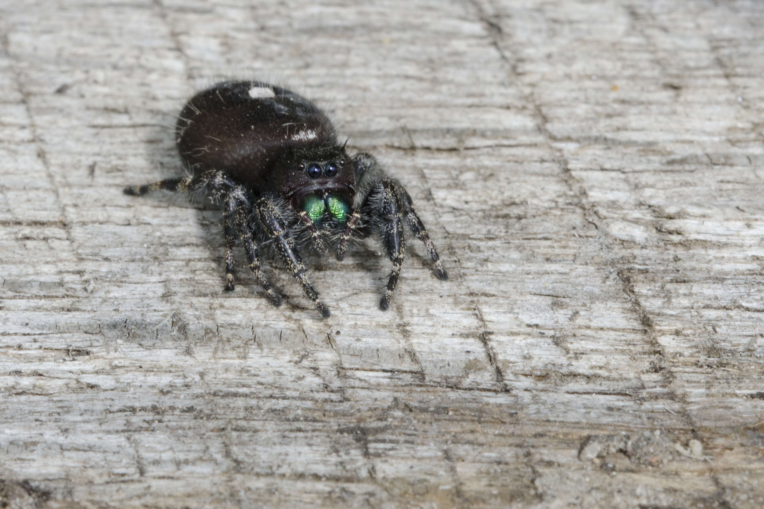 Phidippus resmi