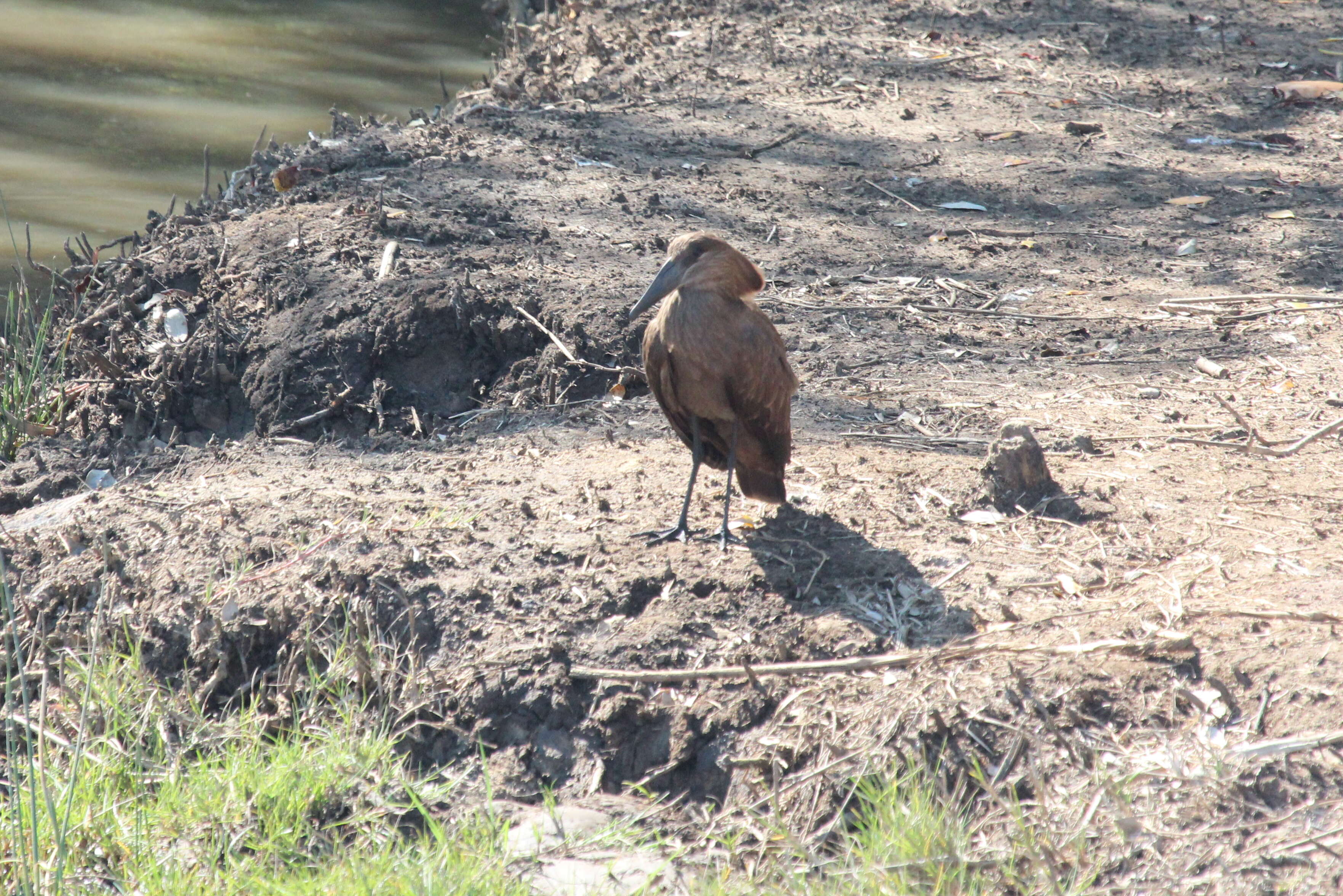 Image of hamerkop