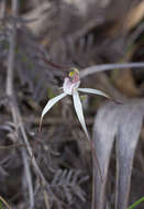 Image of Caladenia saggicola D. L. Jones