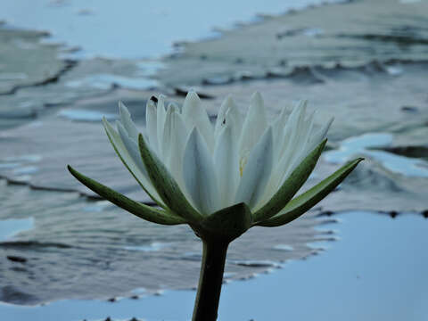 Image of waterlily