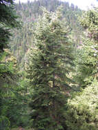 Image of spruce