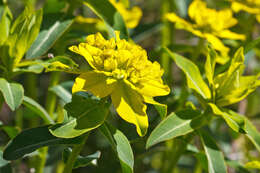 Image de Euphorbia gasparrinii Boiss.