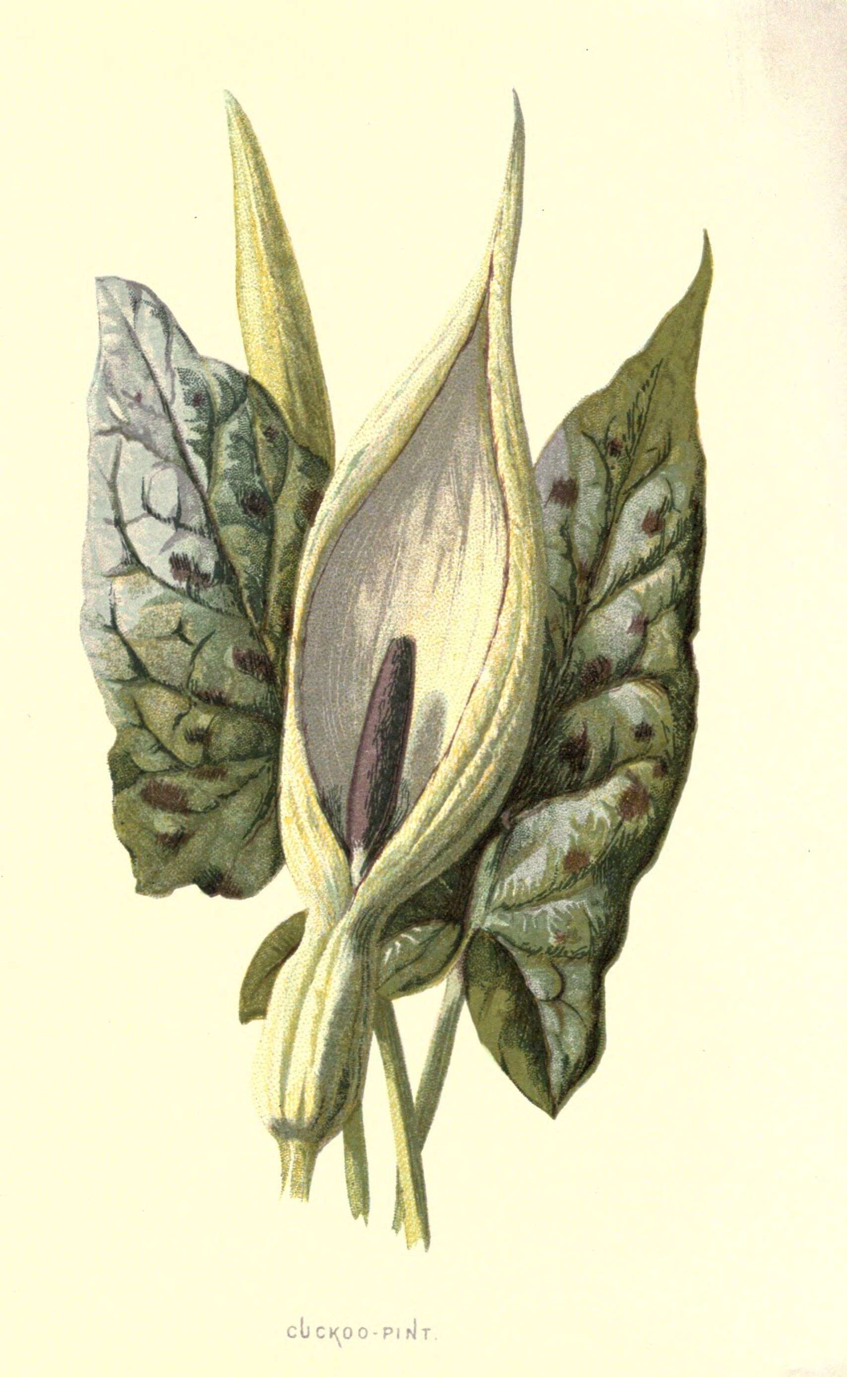 Image of Arum Lilies