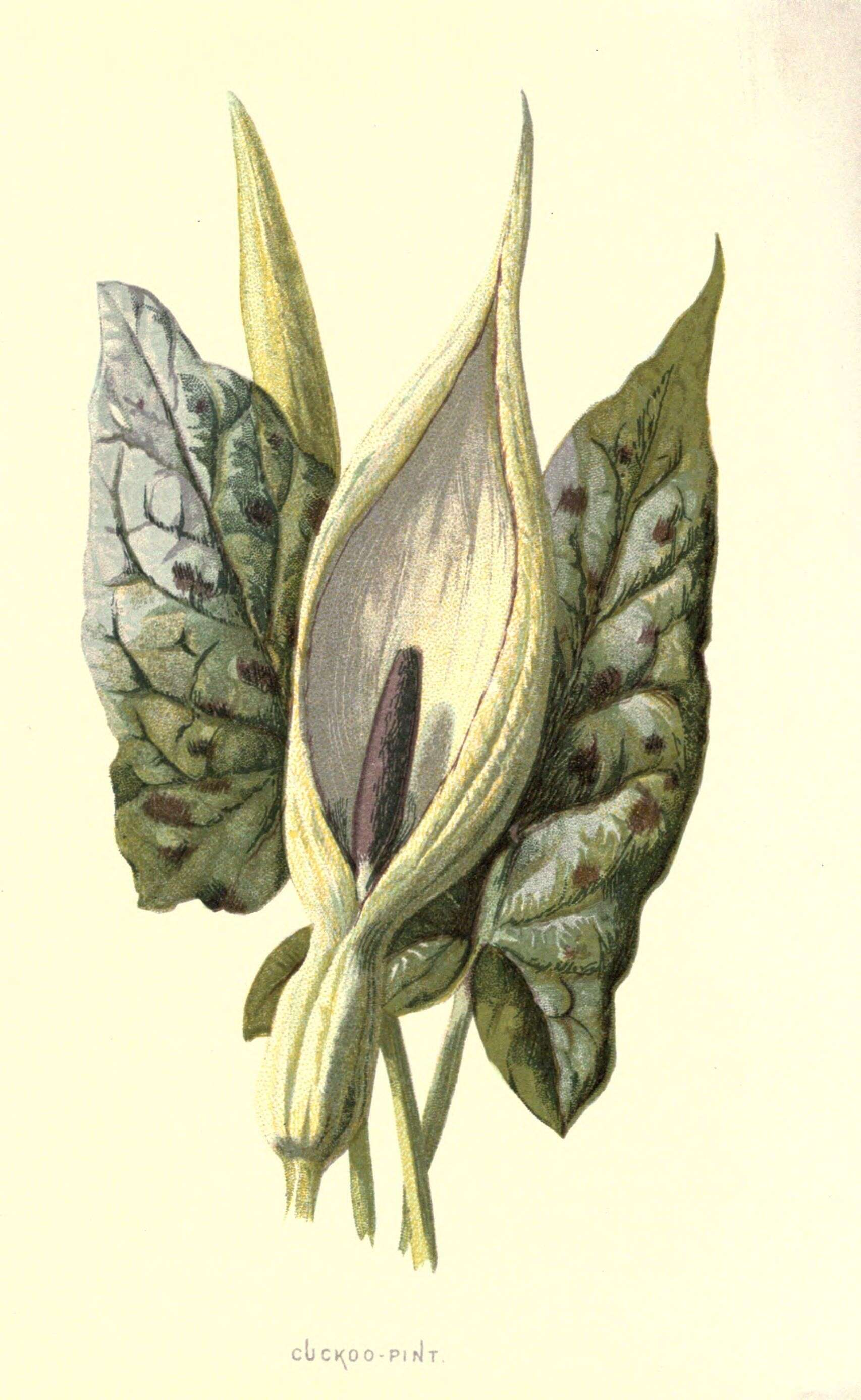 Image of Snakeshead