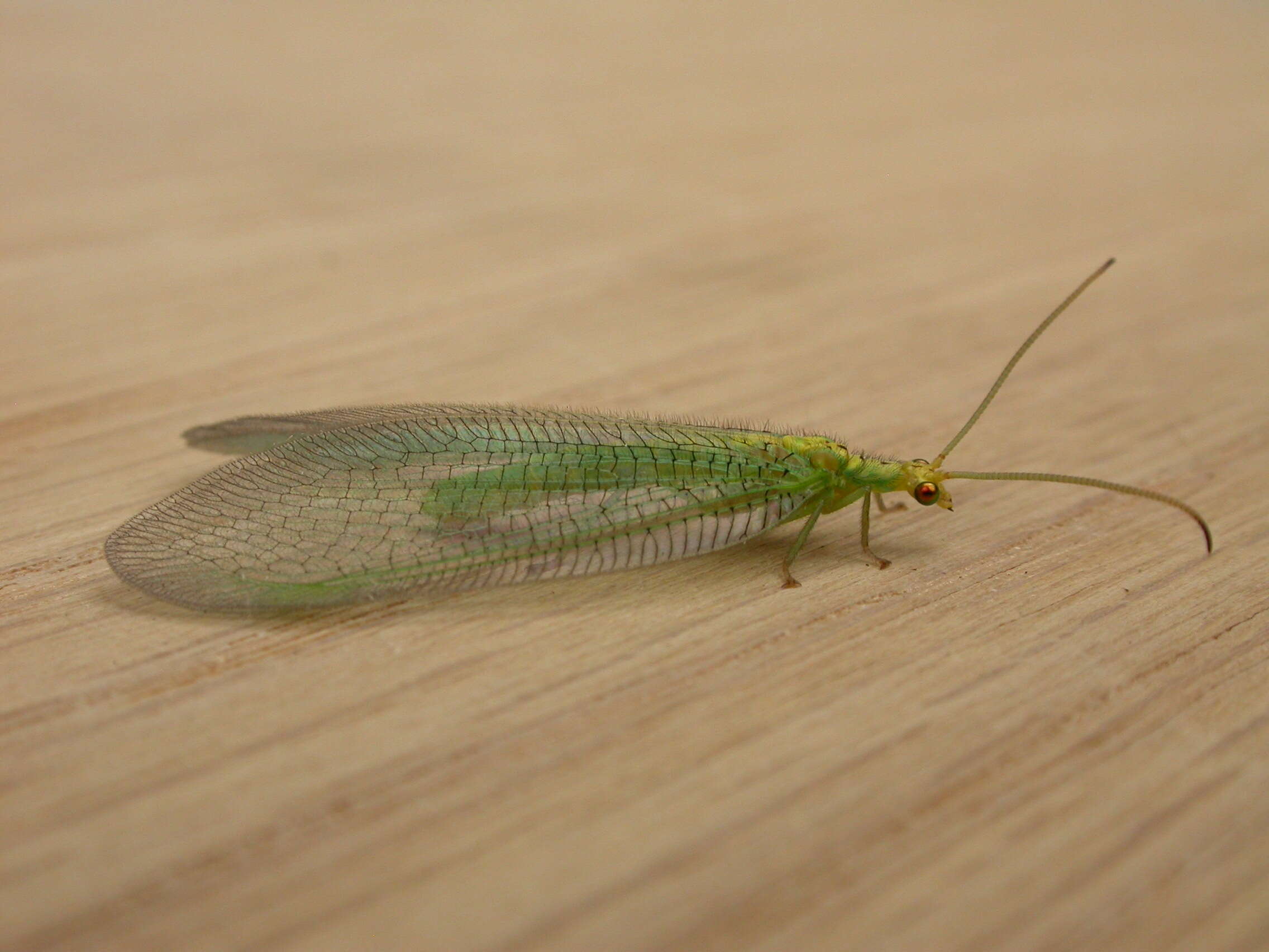Image of split-footed lacewing