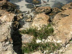 Image of seashore dropseed