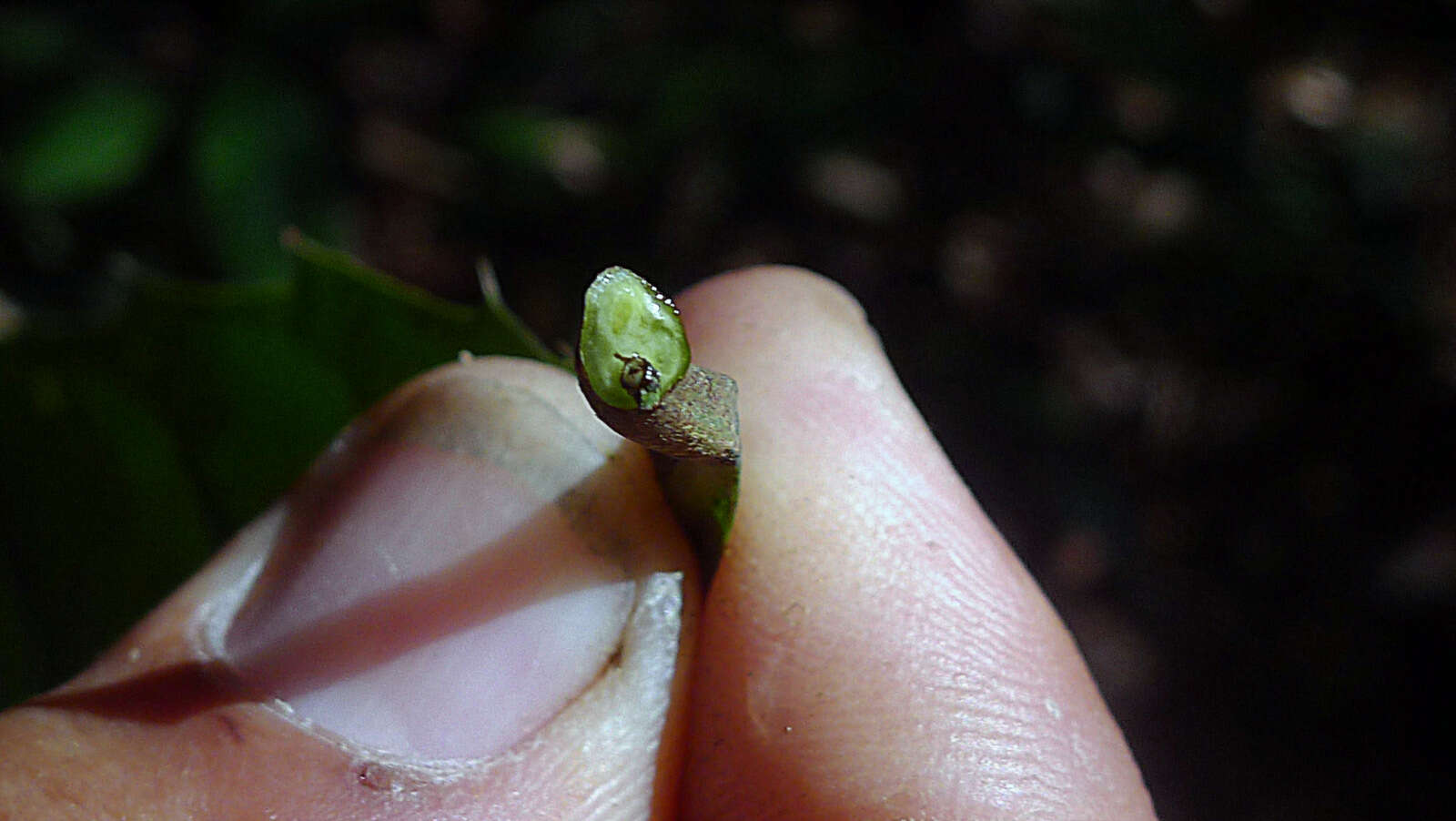 Image of Sorocea longipedicellata A. F. P. Machado, M. D. M. Vianna & Romaniuc