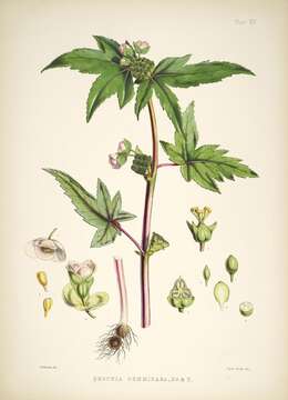 Image of Begonia gemmipara Hook. fil. & Thomson