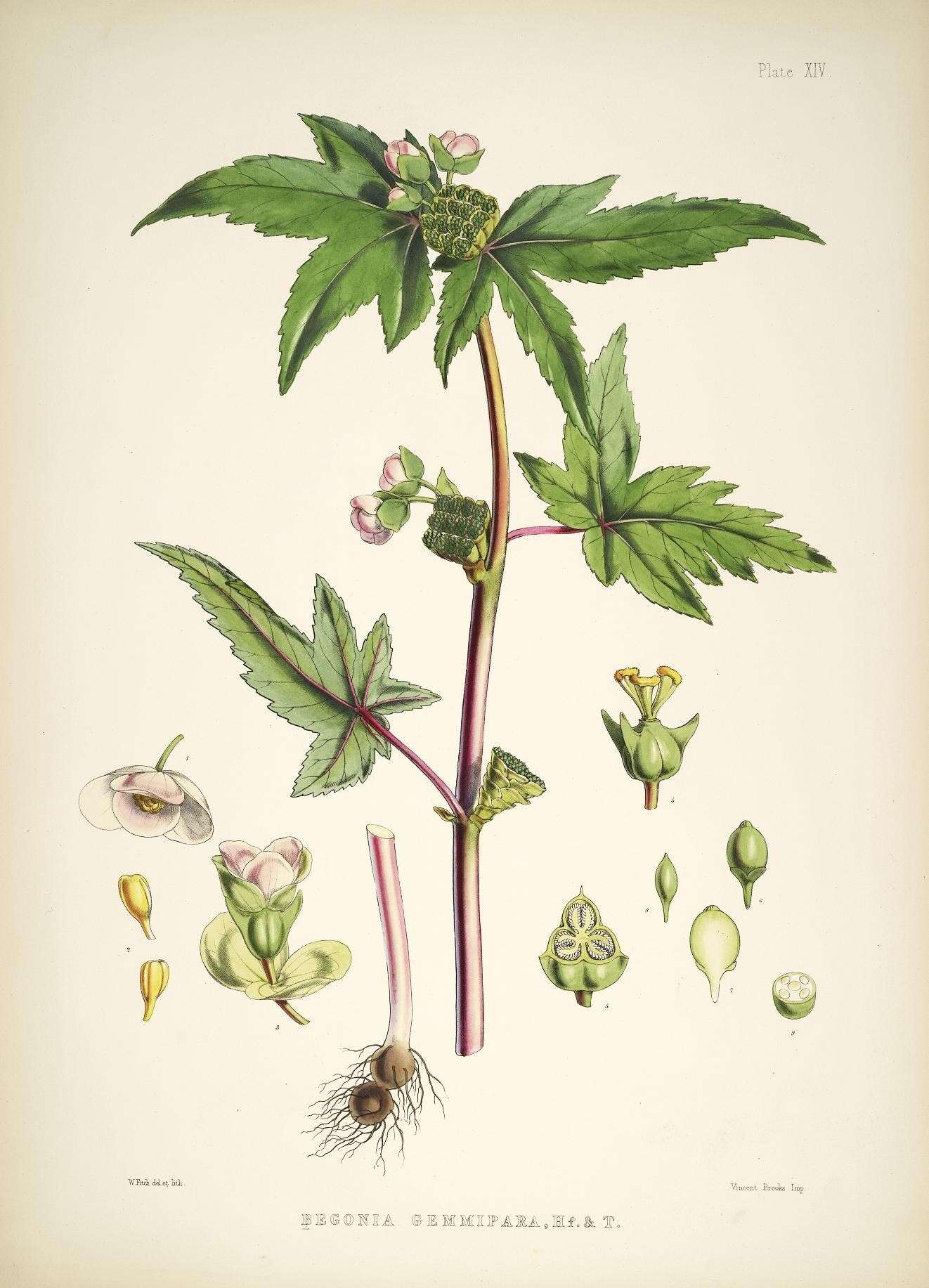 Слика од Begonia gemmipara Hook. fil. & Thomson