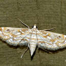 Image of Small Leafcutter Moth