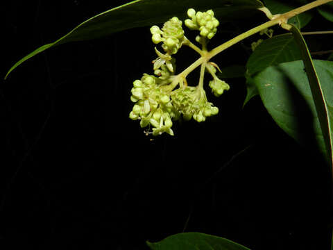 Image of Aegiphila cephalophora Standl.