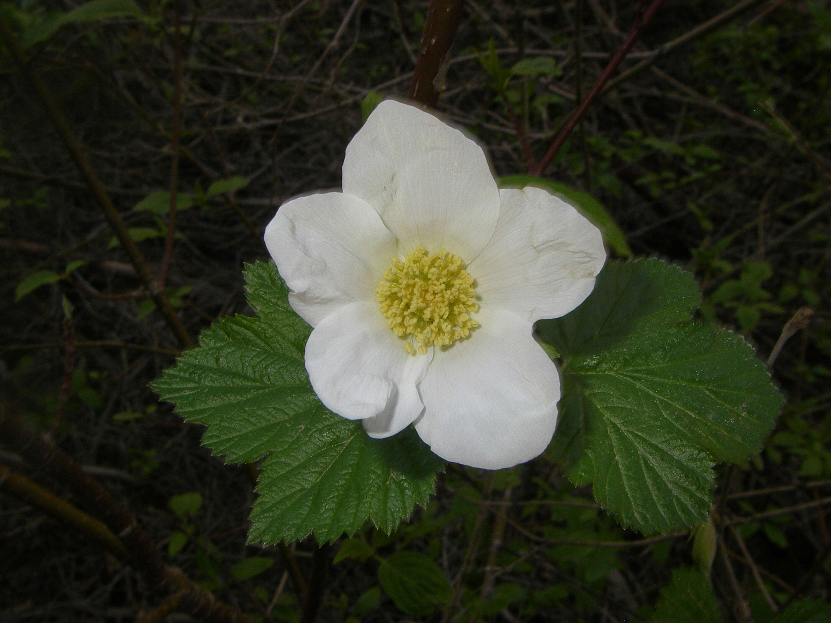 Image de Rubus neomexicanus A. Gray