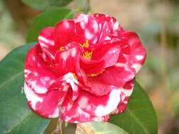 Image of camellia
