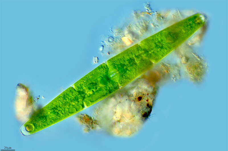 Image of Closterium closterioides (Ralfs) A. Louis & F. Peeters 1967