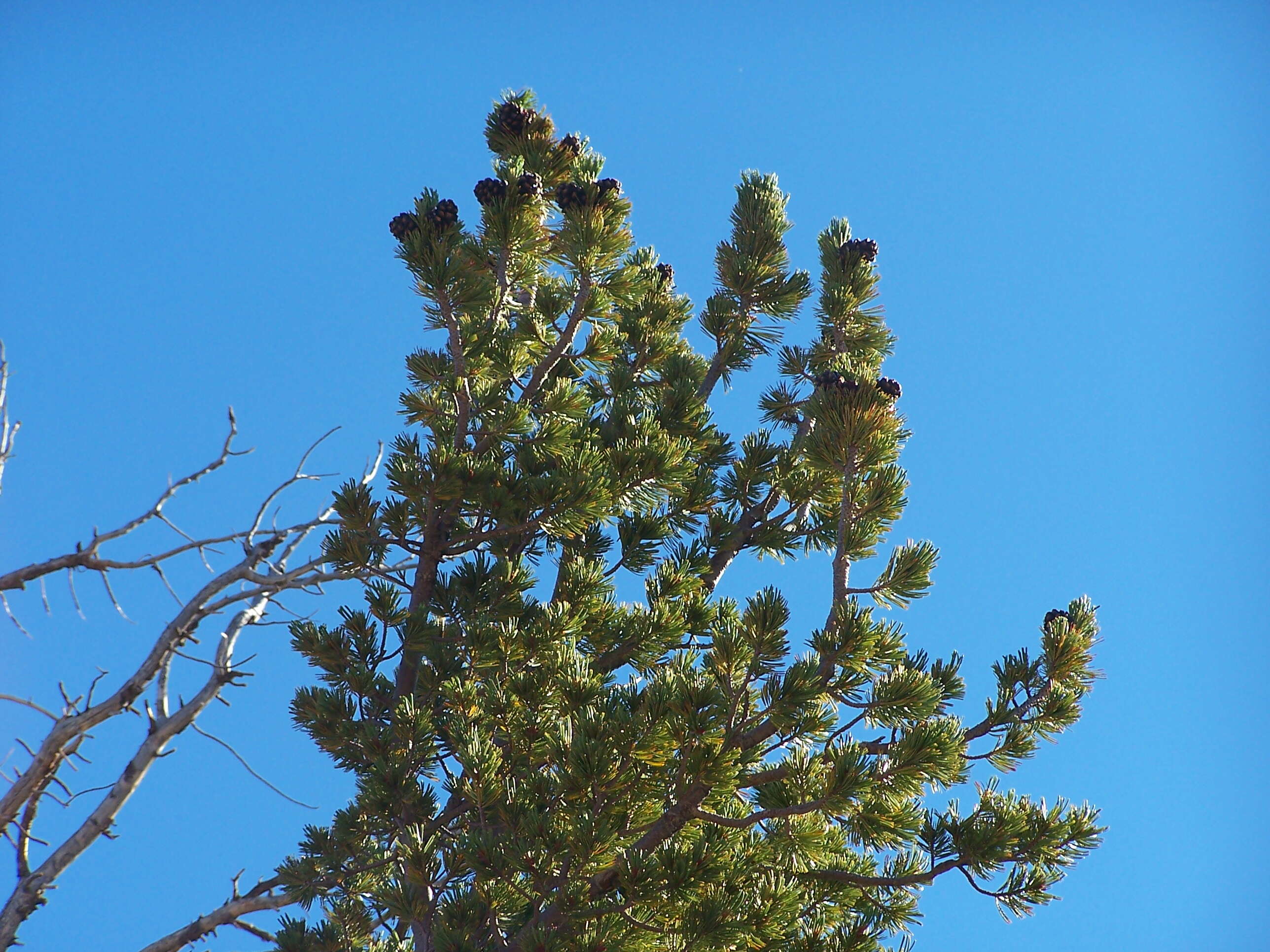 Image of whitebark pine