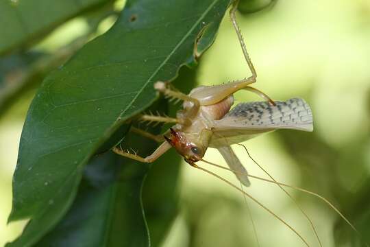 Image of Xanthogryllacris