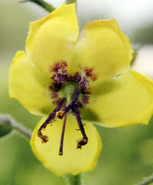 Image of moth mullein