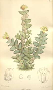 Image of Dendrobium leonis (Lindl.) Rchb. fil.