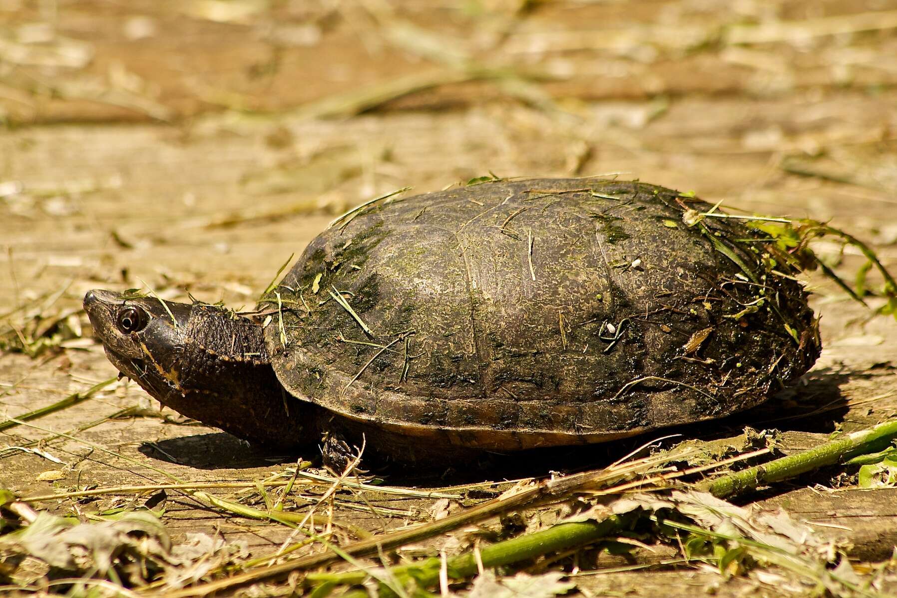 Image of Sternotherus