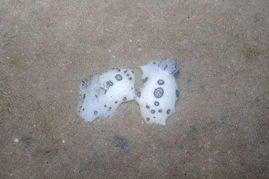 Image of Snoopy black spot white slug