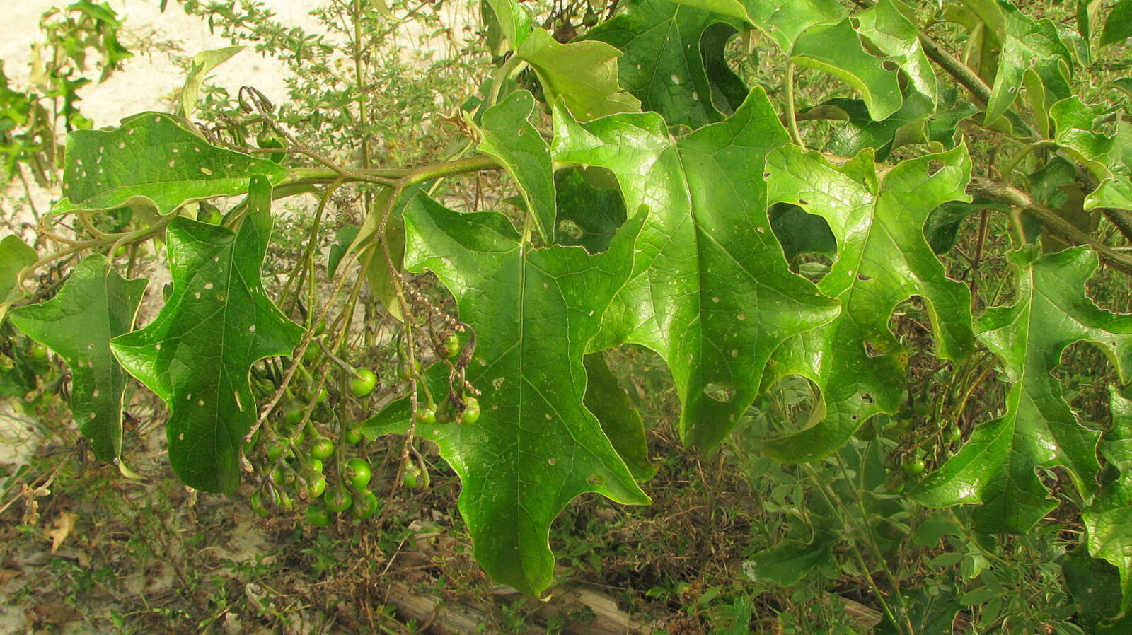 Image of Solanum paniculatum L.