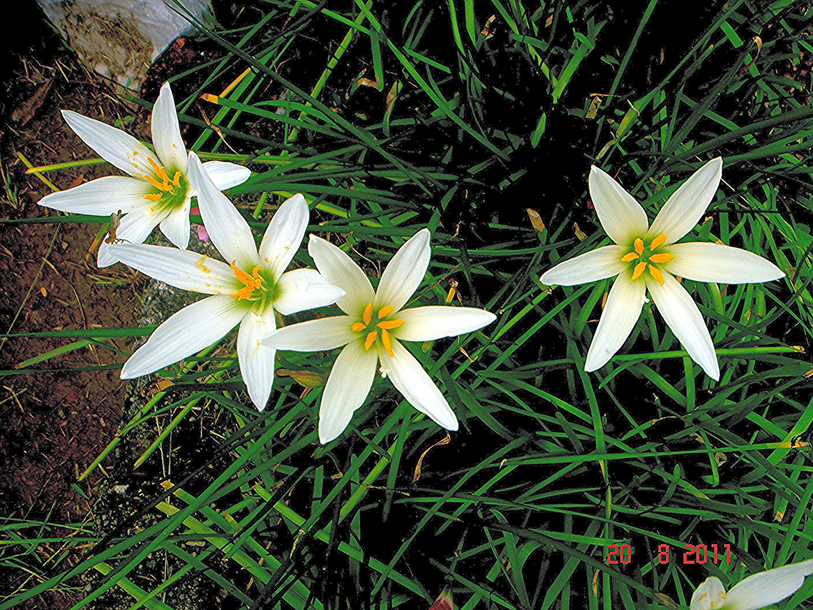 Imagem de Zephyranthes candida (Lindl.) Herb.
