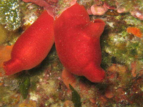 Image of red sea-squirt