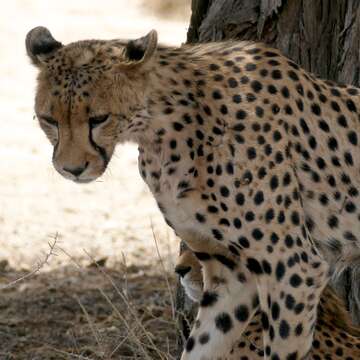 Image of Acinonyx Brookes 1828