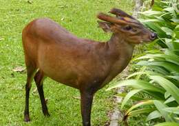 Image of Barking Deer sp.