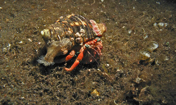 Image of Sand hermit crab