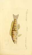 Image of sand perch